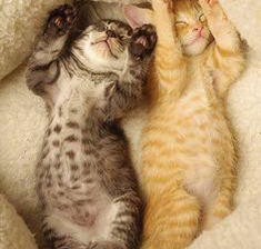 Two adorable exposed kittens sleeping their troubles away.
