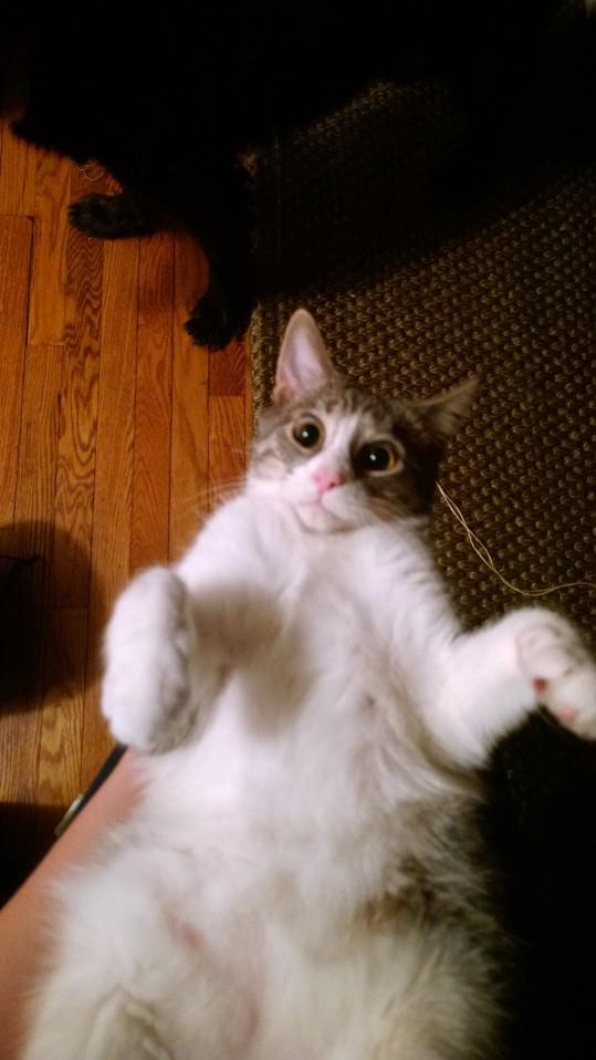 Jax wants a belly rub right MEOW!