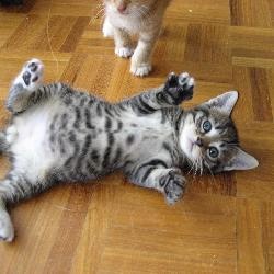 brown tabby cat white belly